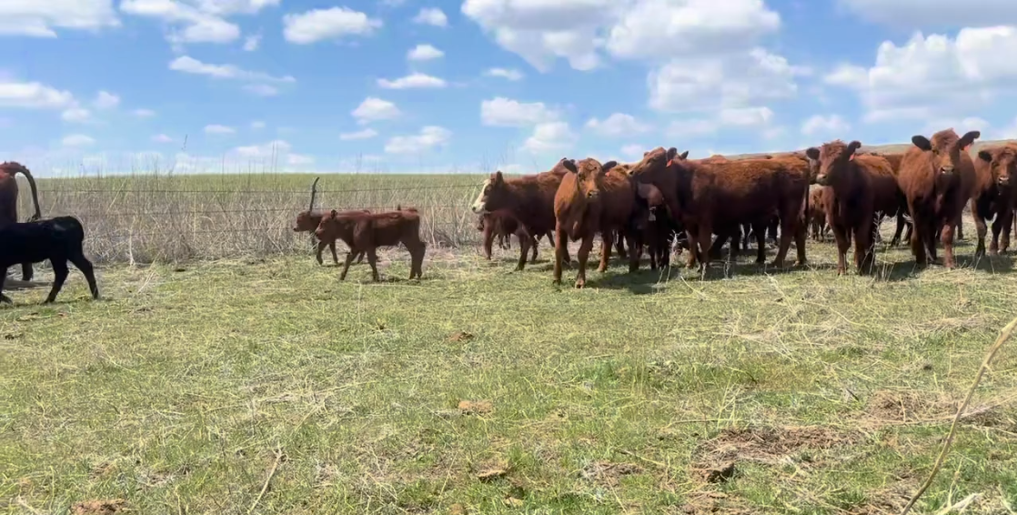 20 heifer pairs off of a complete ranch dispersion red angus (1250lb pair weight)